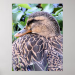 Mallard Hen Poster posters