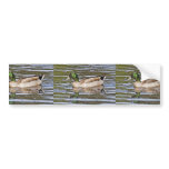 Mallard Hybrid bumper stickers