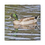 Mallard Hybrid magnets