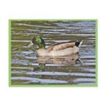Mallard Hybrid postcards