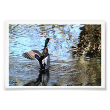 Mallard Illusions # 3 Art Photo