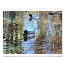 Mallard Illusions # 6 Photograph