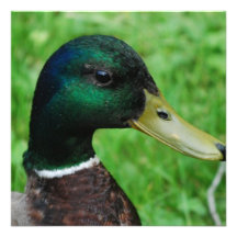 Mallard Invitations