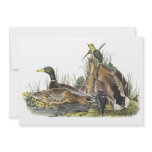 Mallard, John Audubon invitations