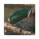 Mallard Fridge Magnet