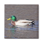 Mallard Magnet