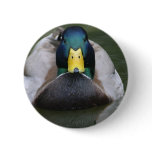 Mallard, Male buttons