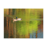 Mallard Pair - postcard