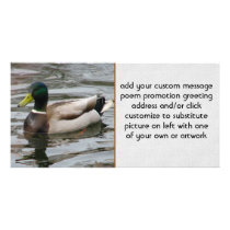 Mallard