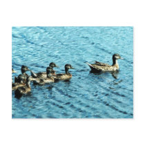 Mallard Post Cards