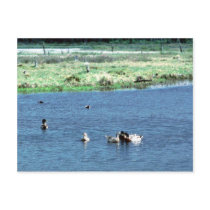 Mallard Postcards