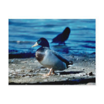 Mallard Post Card