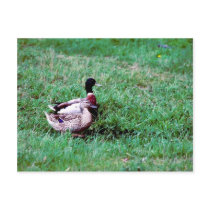 Mallard Postcard