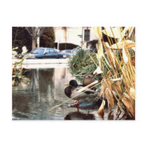 Mallard Post Cards