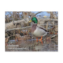 Mallard Postcard