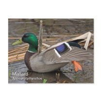 Mallard Postcard