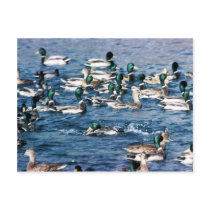 Mallard Postcards