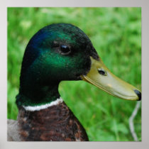 Mallard Poster 
