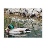 Mallard Reflections Postcard-customise