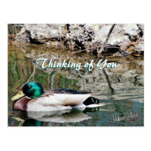 Mallard Reflections Postcard-customise