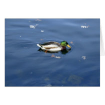 Mallard Shimmer card