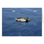 Mallard Shimmer card