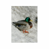 Mallard Sitting In Snow Anas Platyrhynch Cut Out