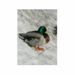 Mallard Sitting In Snow Anas Platyrhynch photo sculptures