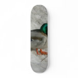 Mallard Sitting In Snow Anas Platyrhynch skateboards