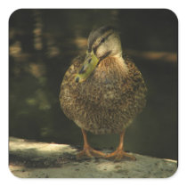 Mallard Sticker