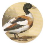 Mallard stickers