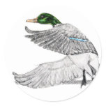 Mallard sticker