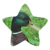 Mallard Stickers