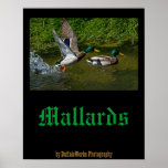 Mallard Take-off Poster posters