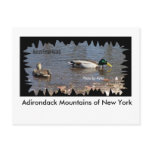 Mallards, Adirondack Mountains of New York postcards