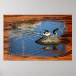 MALLARDS AND SHADOW posters