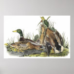 Mallards at the Lake-Poster posters