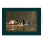 Mallards Greeting Cards