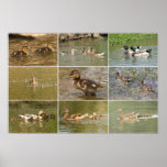 Mallards Collage posters