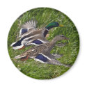 Mallards Flying magnets