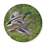Mallards Flying magnets