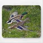 Mallards Flying Mouse Pad mousepads