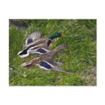 Mallards Flying Postcard