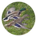 Mallards Flying stickers