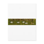 Mallards Postcards