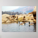 Mallards posters