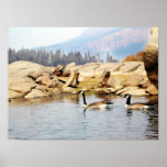 Mallards Poster
