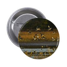 Mallards rising from water pins