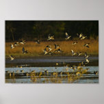 Mallards rising from water posters