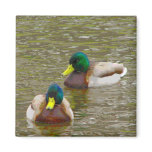 Mallards swimming magnets